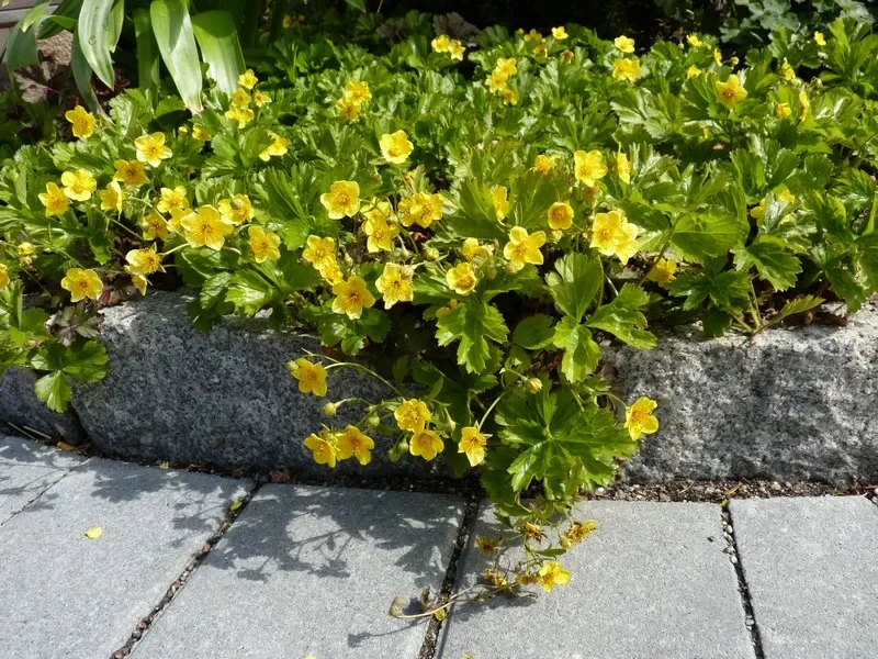 Вальдштейния гравилатовидная - 2 изображение