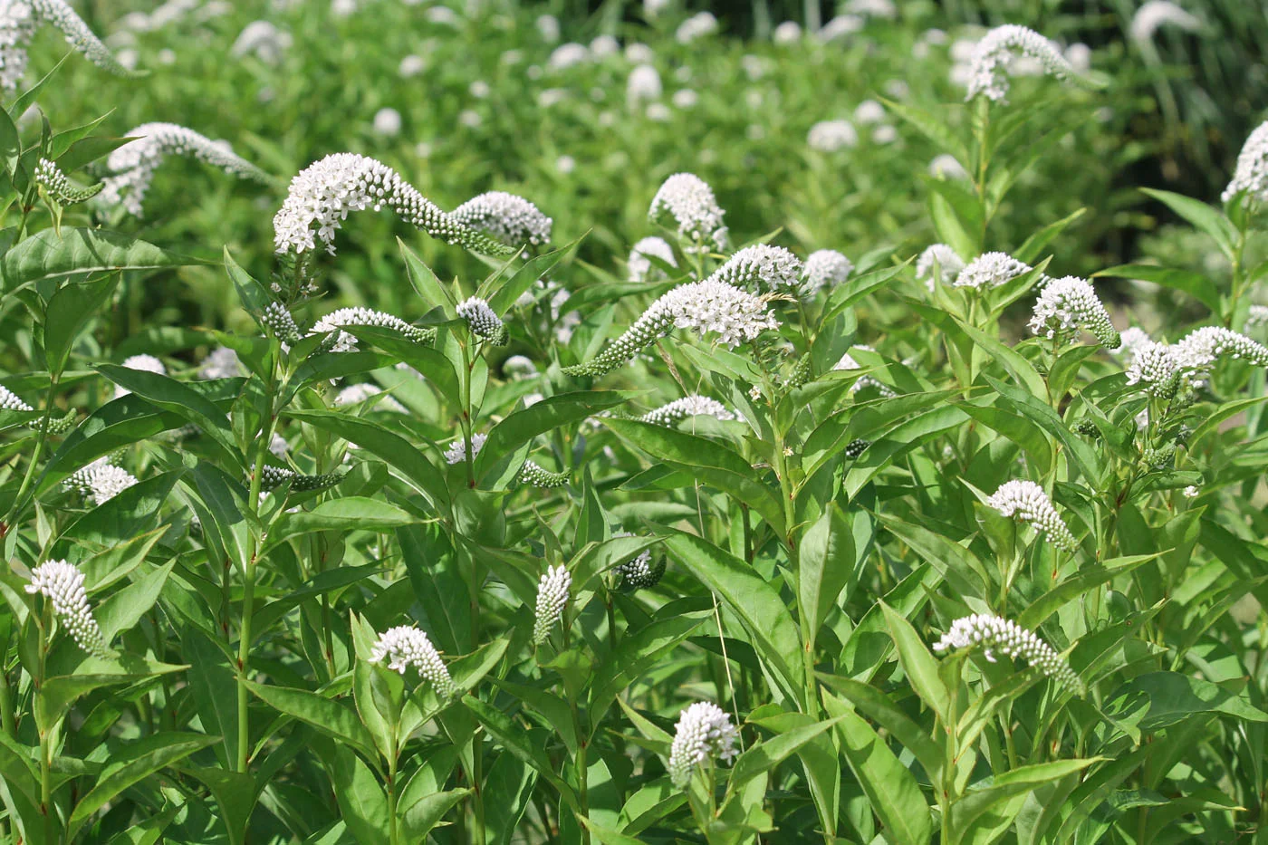 Вербейник ландышевый  - 2 изображение
