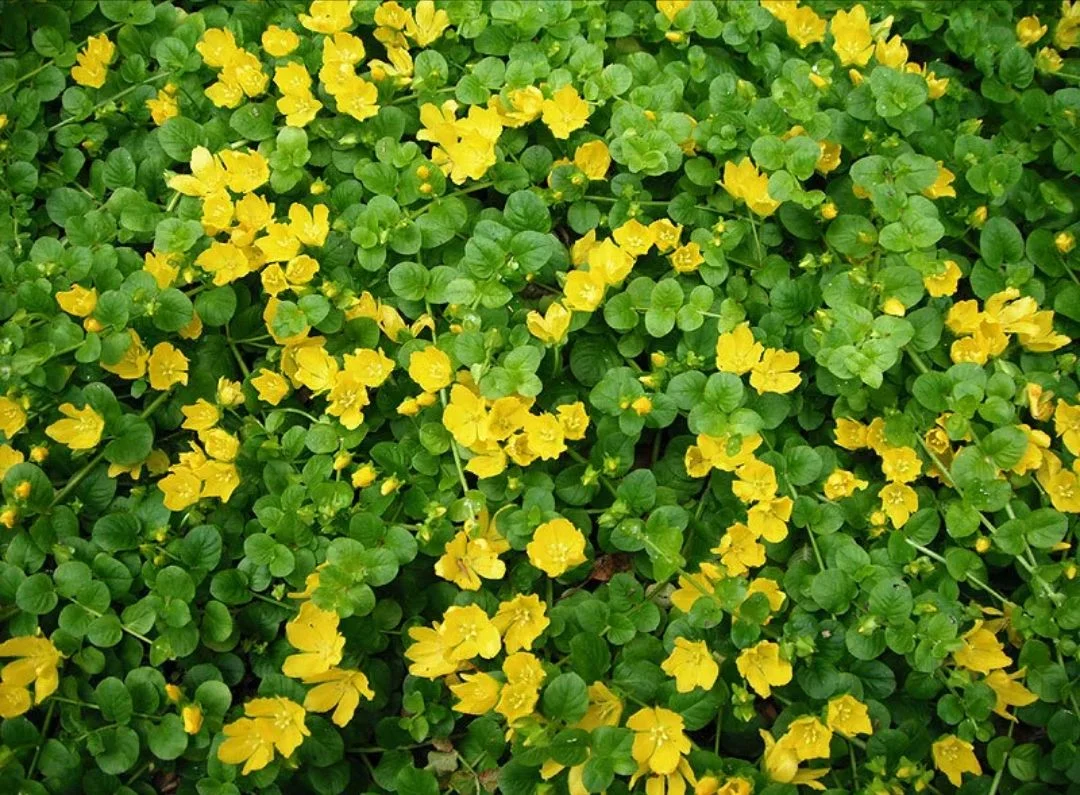 Вербейник монетчатый 