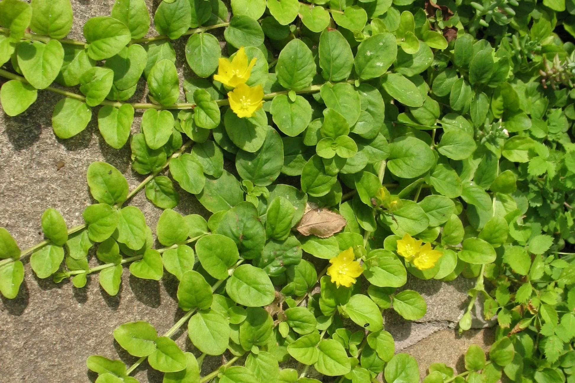 Вербейник монетчатый  - 2 изображение