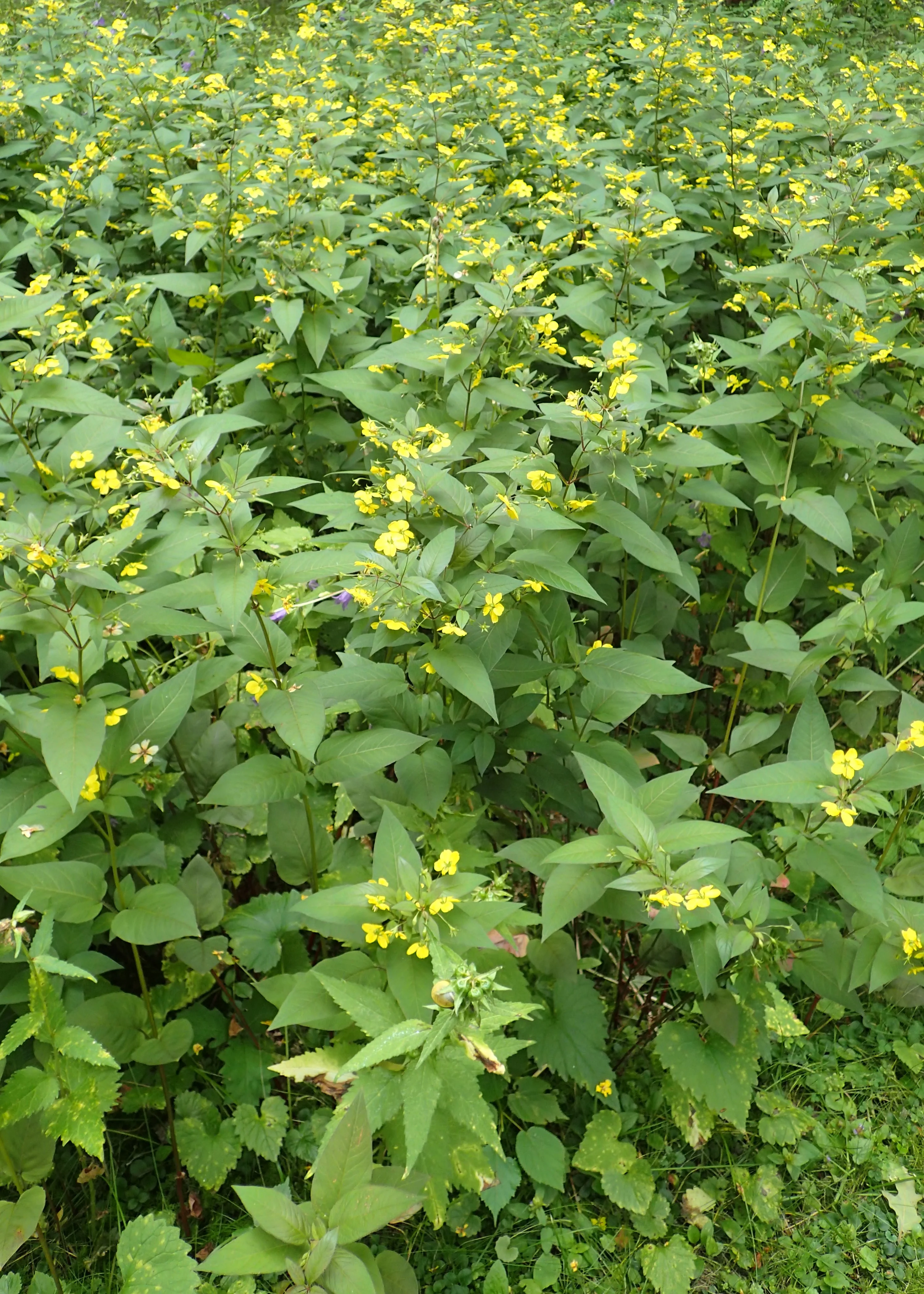 Вербейник реснитчатый