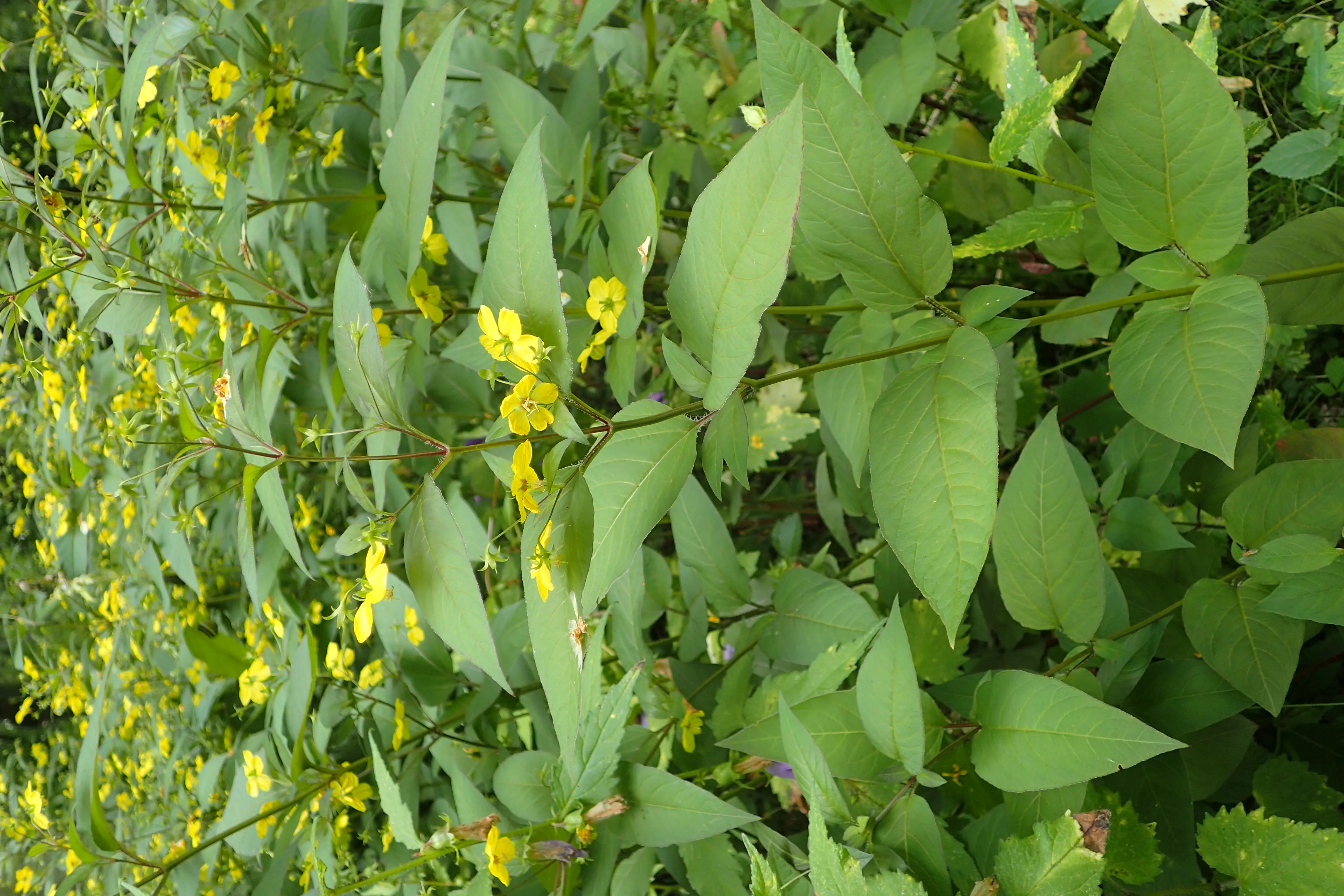 Вербейник реснитчатый - 2 изображение