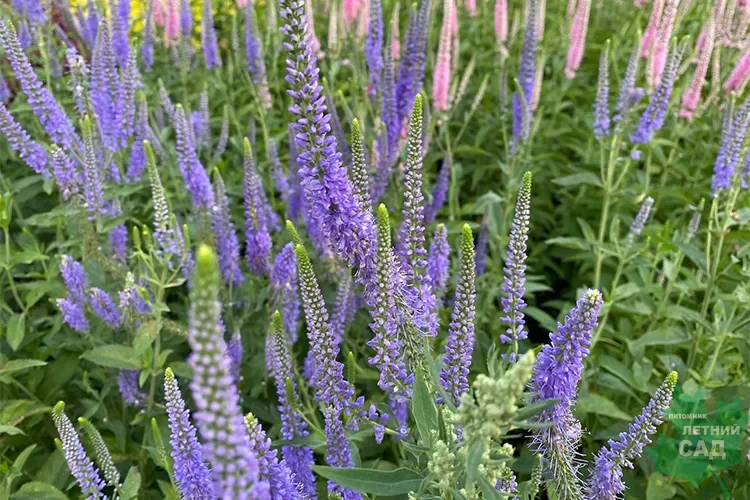 Вероника колосистая голубая - 2 изображение