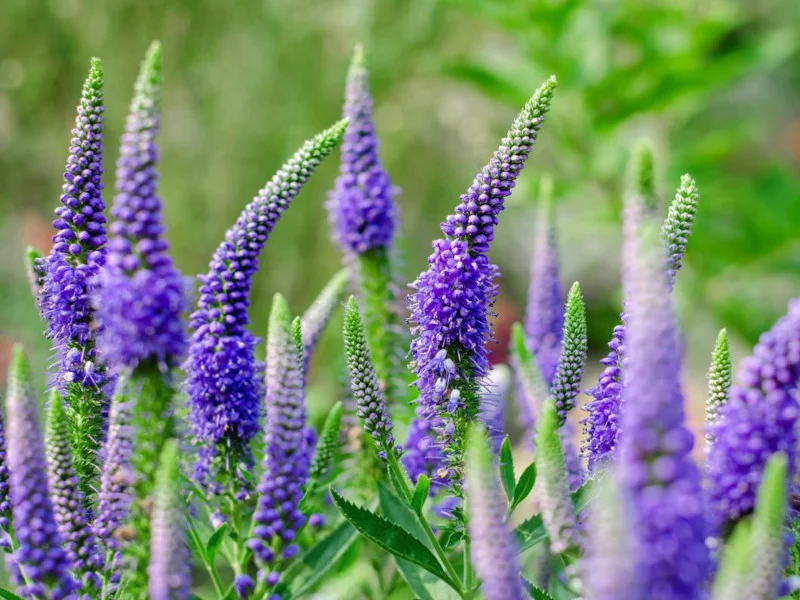 Вероника колосковая небесно-голубая