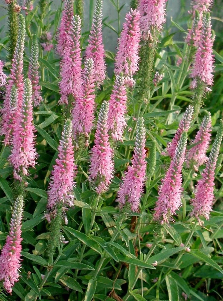 Вероника колосковая розовая