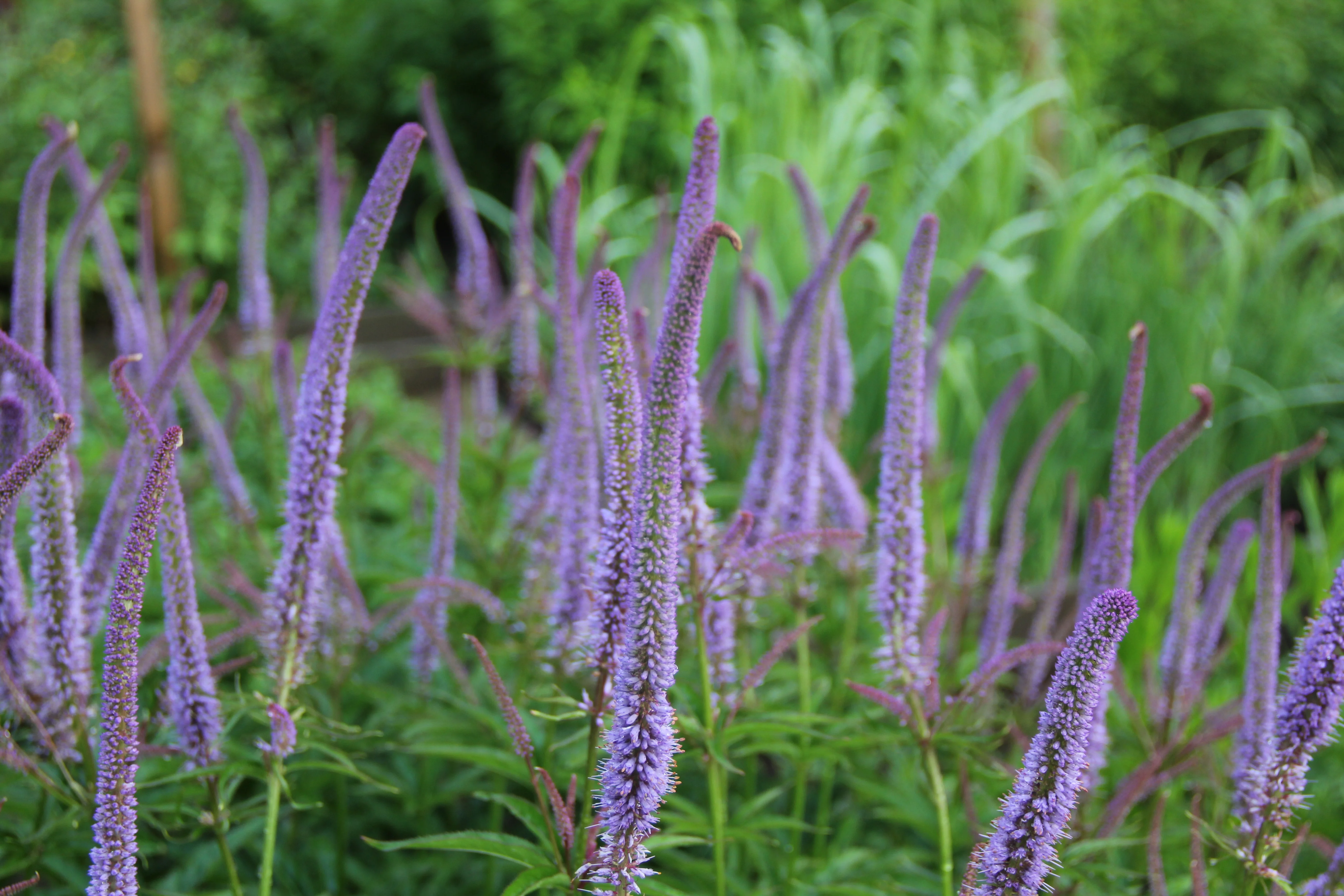 Вероникаструм виргинский синий
