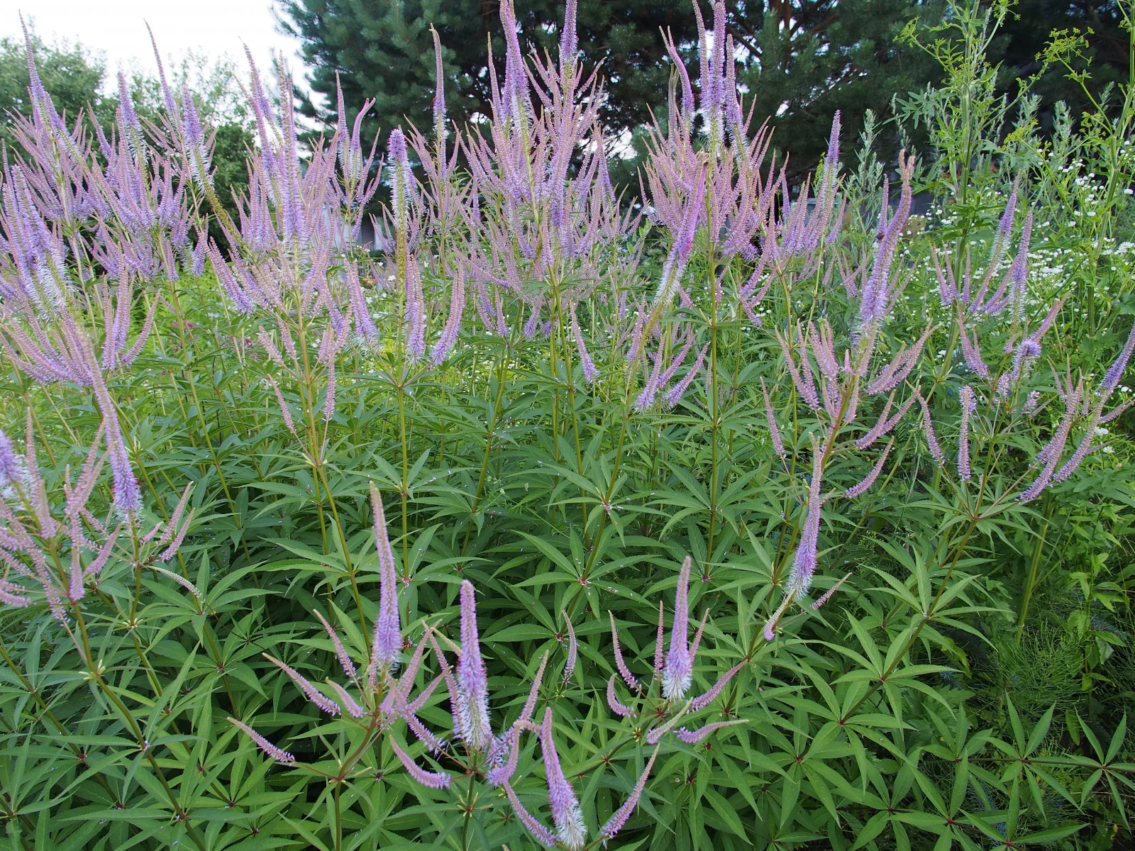 Вероникоаструм розовый