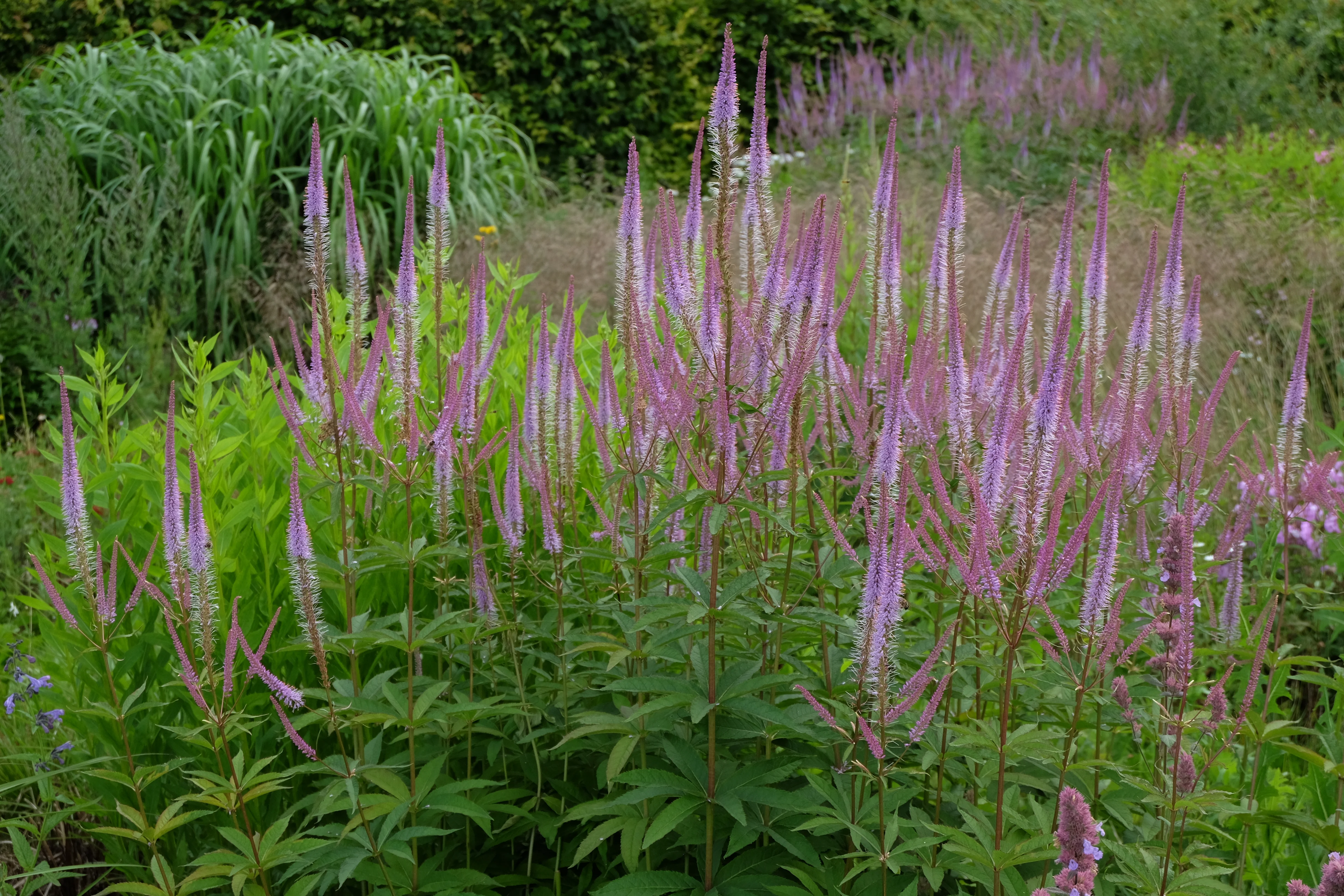 Вероникоаструм розовый - 2 изображение