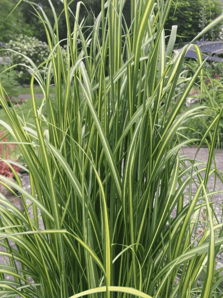 Вейник остроцветковый "Эльдорадо"