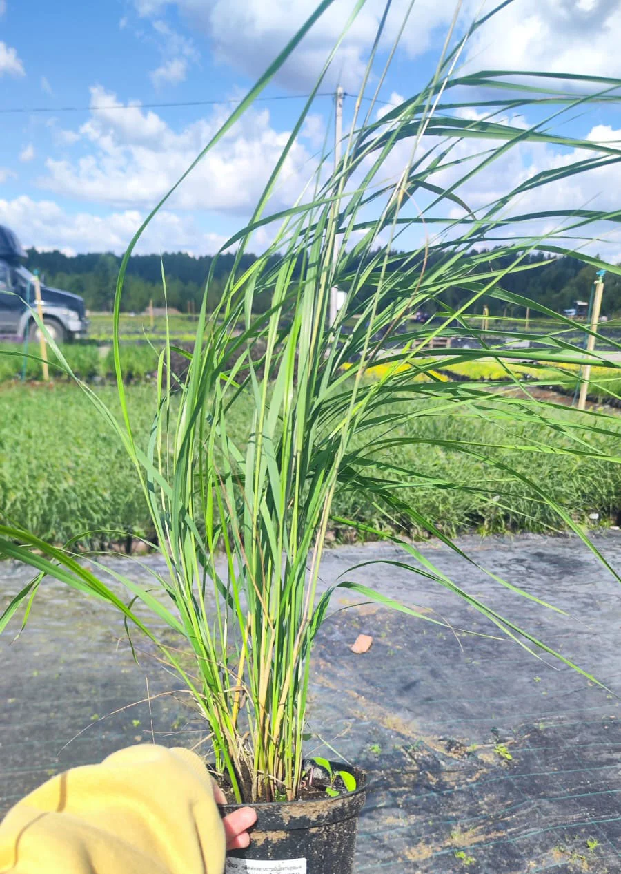 Вейник остроцветковый Карл Форстер