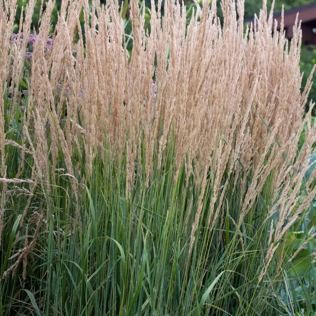 Вейник остроцветковый "Овердам" - 2 изображение