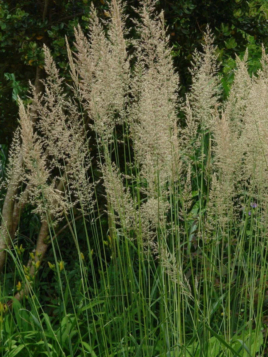 Вейник остроцветковый "Вальденбух"