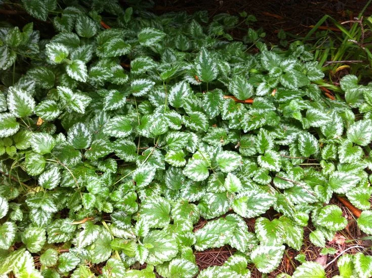 Яснотка зеленчуковая