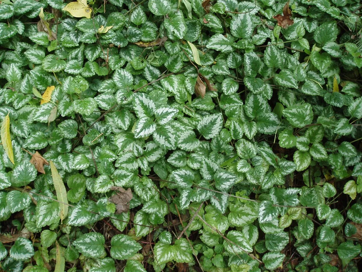 Яснотка зеленчуковая - 2 изображение