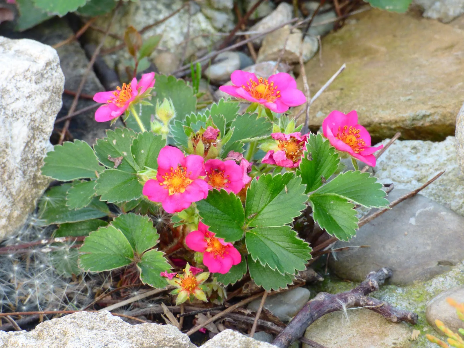 Земляника "Пинк Панда"