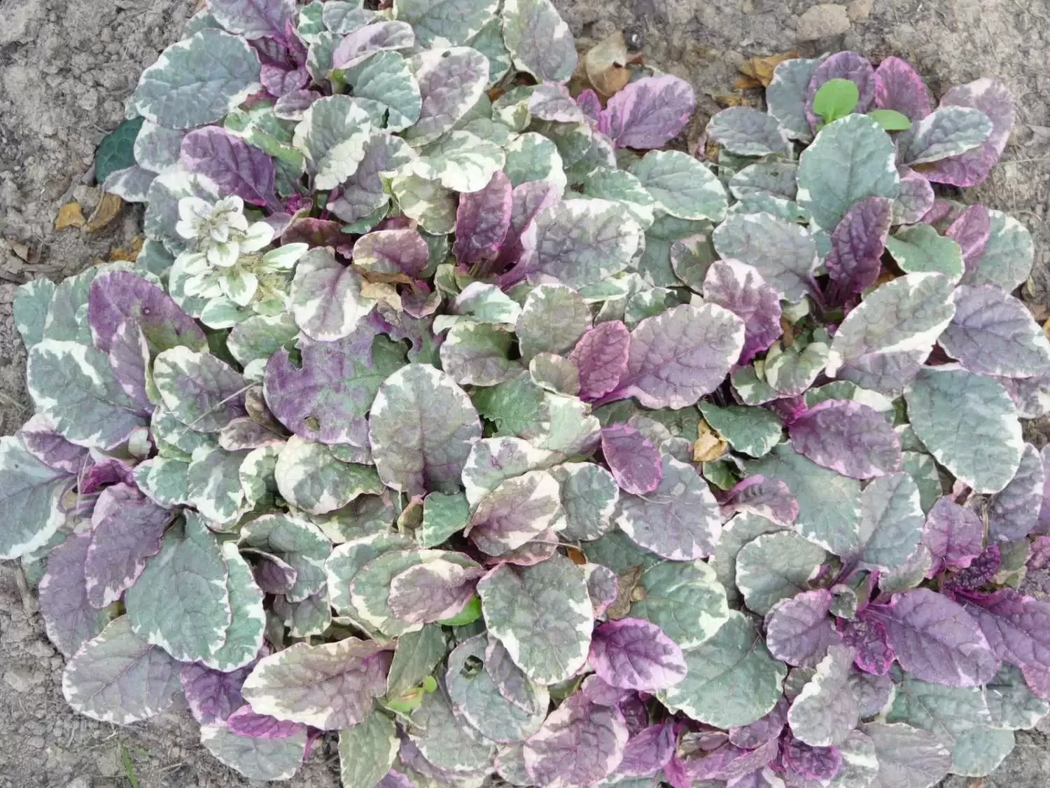 Живучка ползучая "Бургунди Глоу"