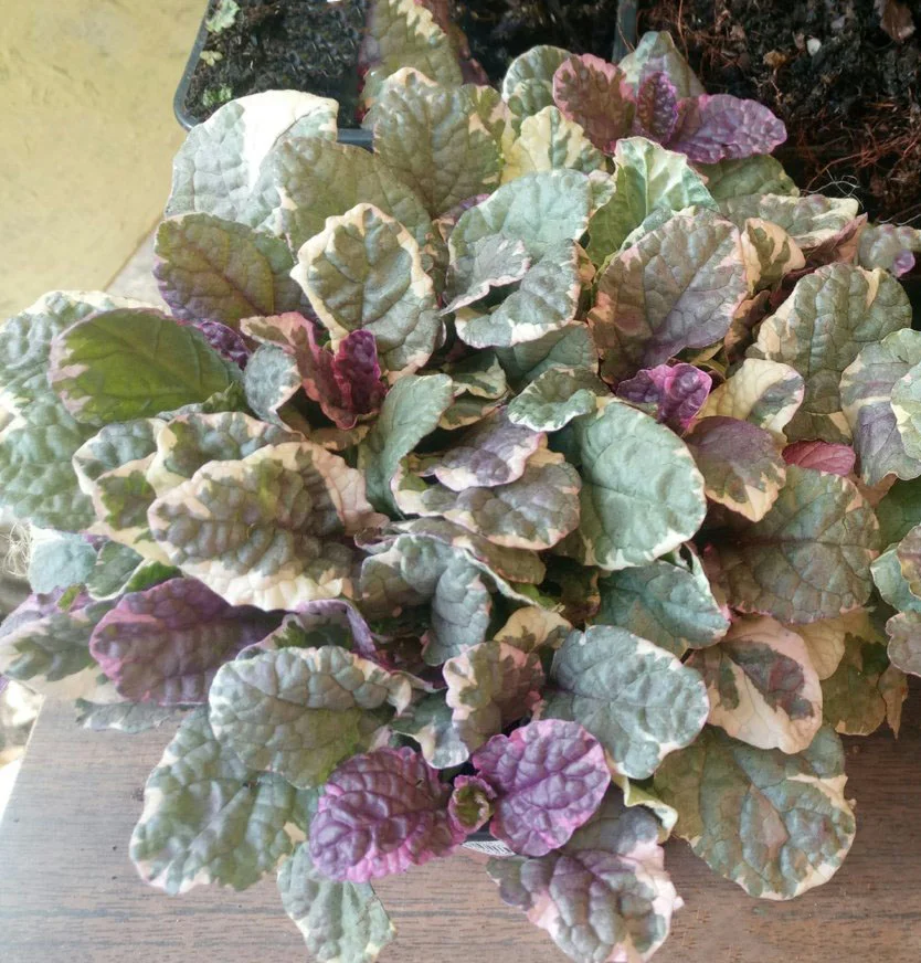 Живучка ползучая "Бургунди Глоу" - 2 изображение