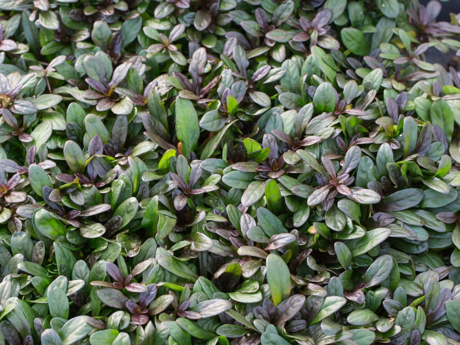 Живучка ползучая "Чоколате Чип"