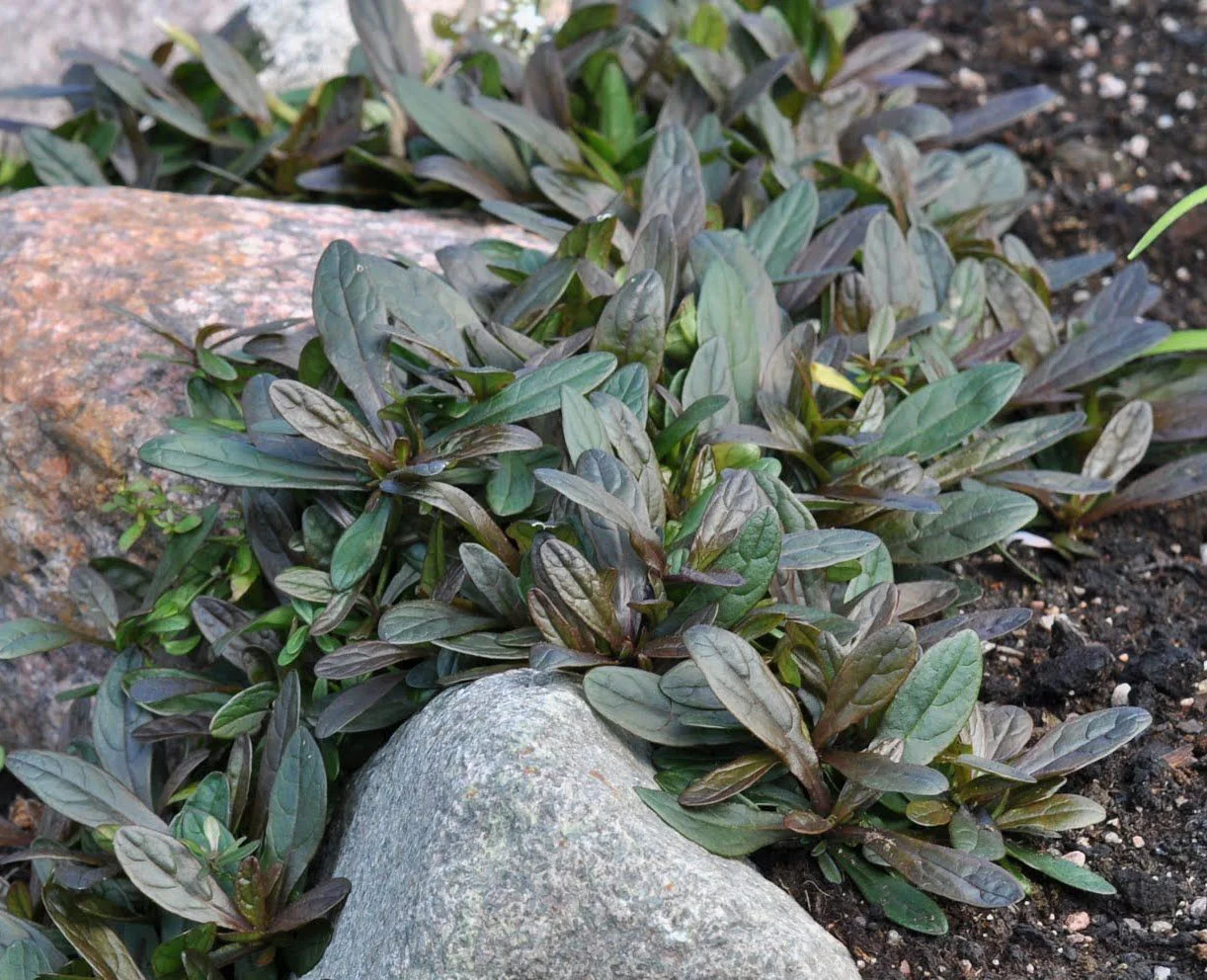 Живучка ползучая "Чоколате Чип" - 2 изображение