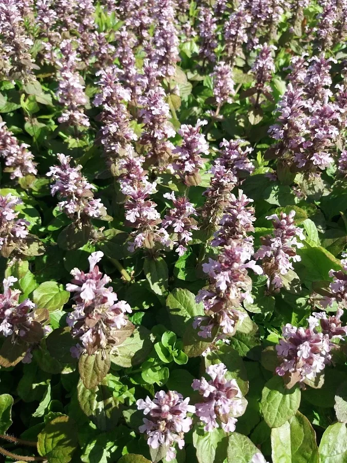 Живучка ползучая "Розеа" - 2 изображение