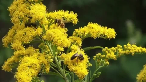 Золотарник канадский