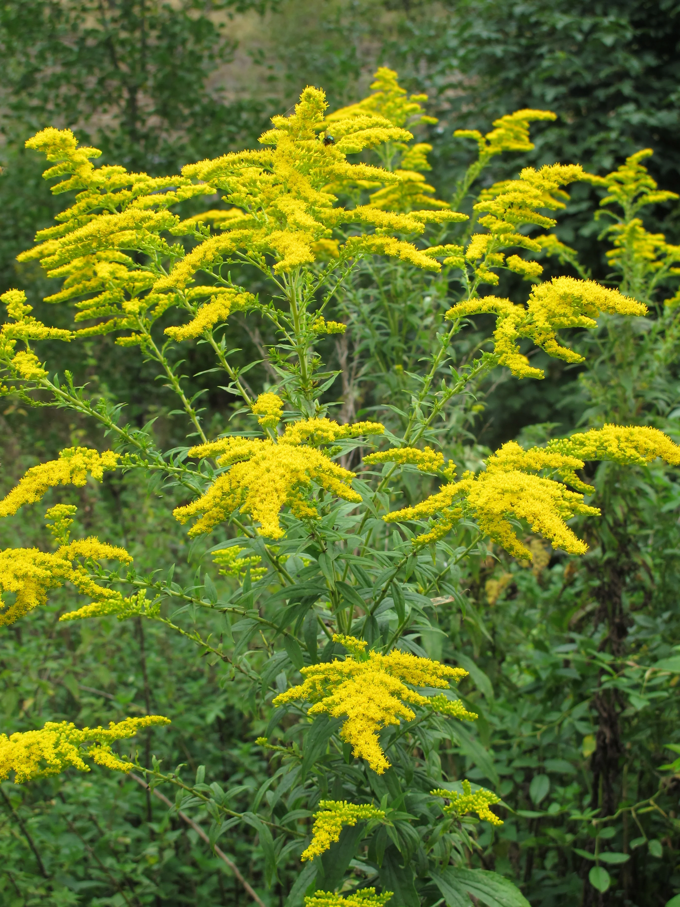 Золотарник канадский - 2 изображение